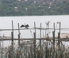 Phalacrocorax carbo lucidus