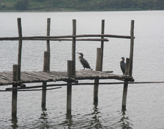 Phalacrocorax carbo lucidus