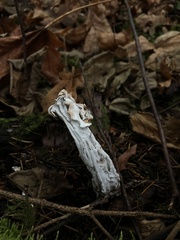 Hypomyces cervinigenus