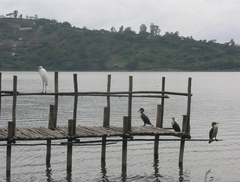 Phalacrocorax carbo lucidus