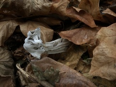 Hypomyces cervinigenus