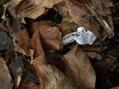 Hypomyces cervinigenus