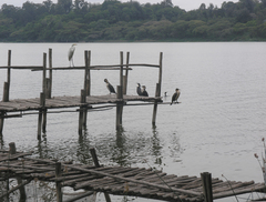 Phalacrocorax carbo lucidus