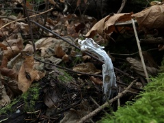 Hypomyces cervinigenus