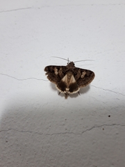 Lepidoptera