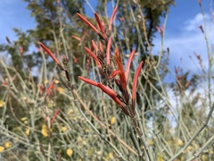 Justicia californica