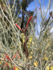 Justicia californica