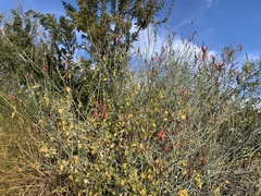 Justicia californica