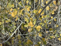 Justicia californica