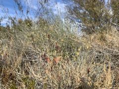 Justicia californica