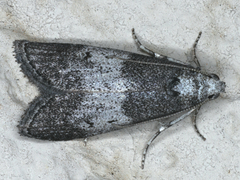 Aphomia baryptera