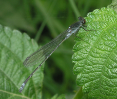 Pseudagrion hamoni