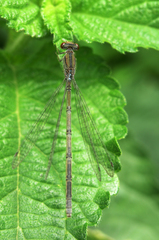 Pseudagrion hamoni