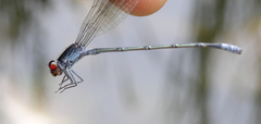 Pseudagrion hamoni