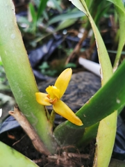 Maxillaria discolor