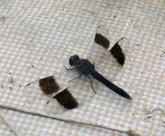 Brachythemis leucosticta