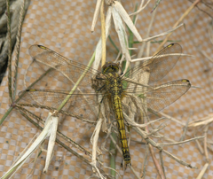 Brachythemis leucosticta