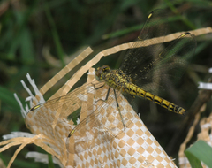 Brachythemis leucosticta