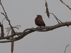 Lagonosticta rubricata