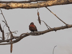 Lagonosticta rubricata