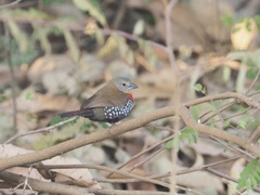 Hypargos niveoguttatus