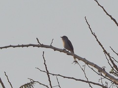 Curruca communis