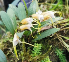Masdevallia helenae