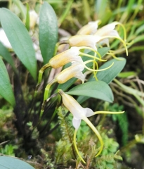 Masdevallia helenae