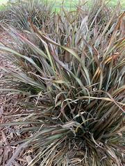 Balanococcus diminutus