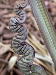 Balanococcus diminutus