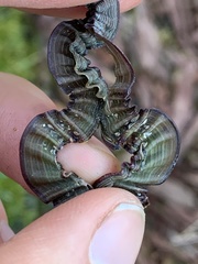 Balanococcus diminutus