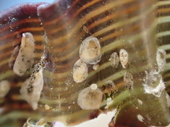 Balanococcus diminutus