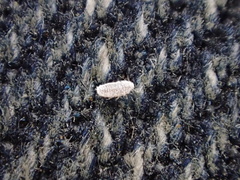 Balanococcus diminutus