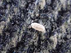 Balanococcus diminutus