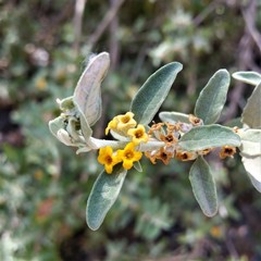 Buddleja mendozensis