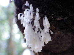 Calyptella longipes