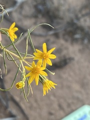 Pectis angustifolia
