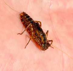 Pachydiplax longipennis