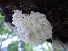 Calyptella longipes