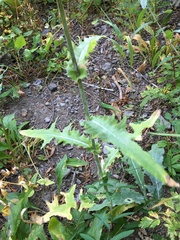 Cirsium remotifolium