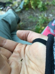 Cirsium remotifolium