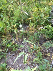 Cirsium remotifolium