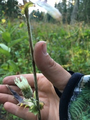 Cirsium remotifolium