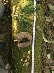 Abies flinckii