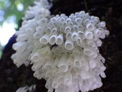 Calyptella longipes