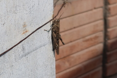 Schistocerca interrita