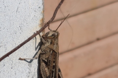 Schistocerca interrita