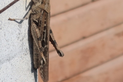 Schistocerca interrita