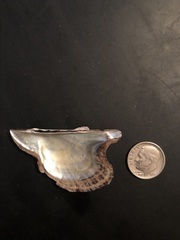 Pteria colymbus