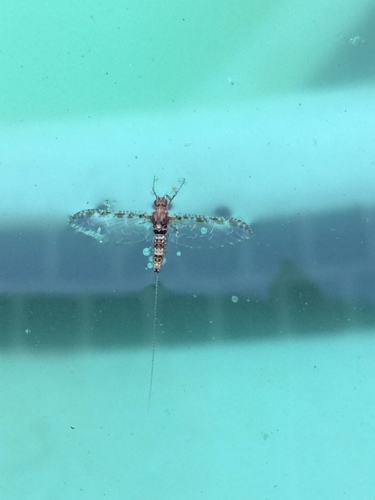 Speckled Dun photo 5